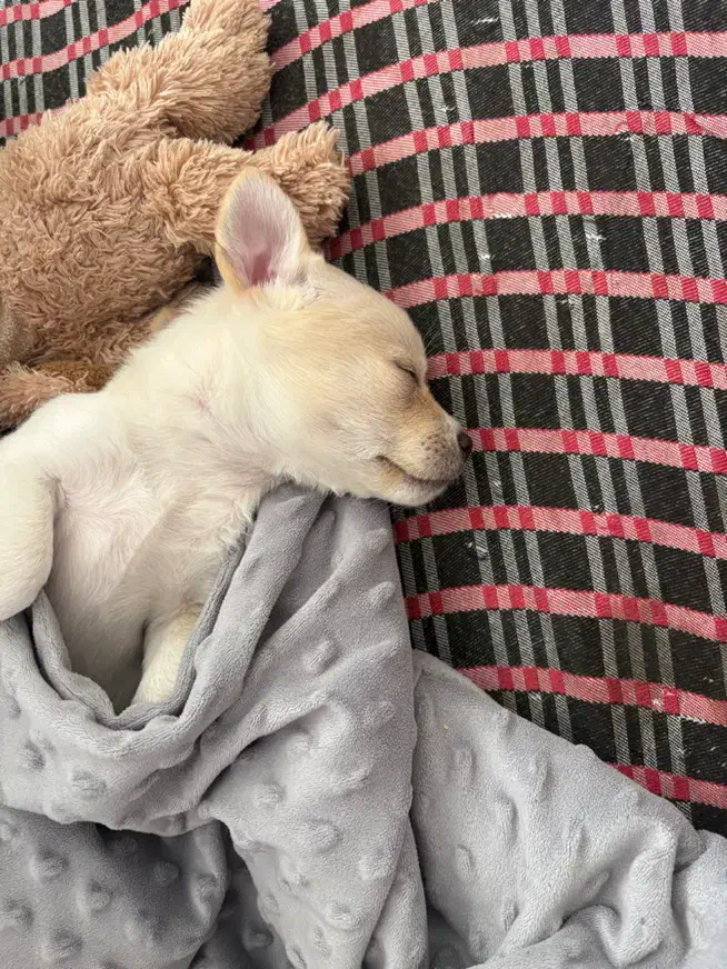 پامر اشپیتز وپیکینیز|سگ|مشهد, امیریه|دیوار