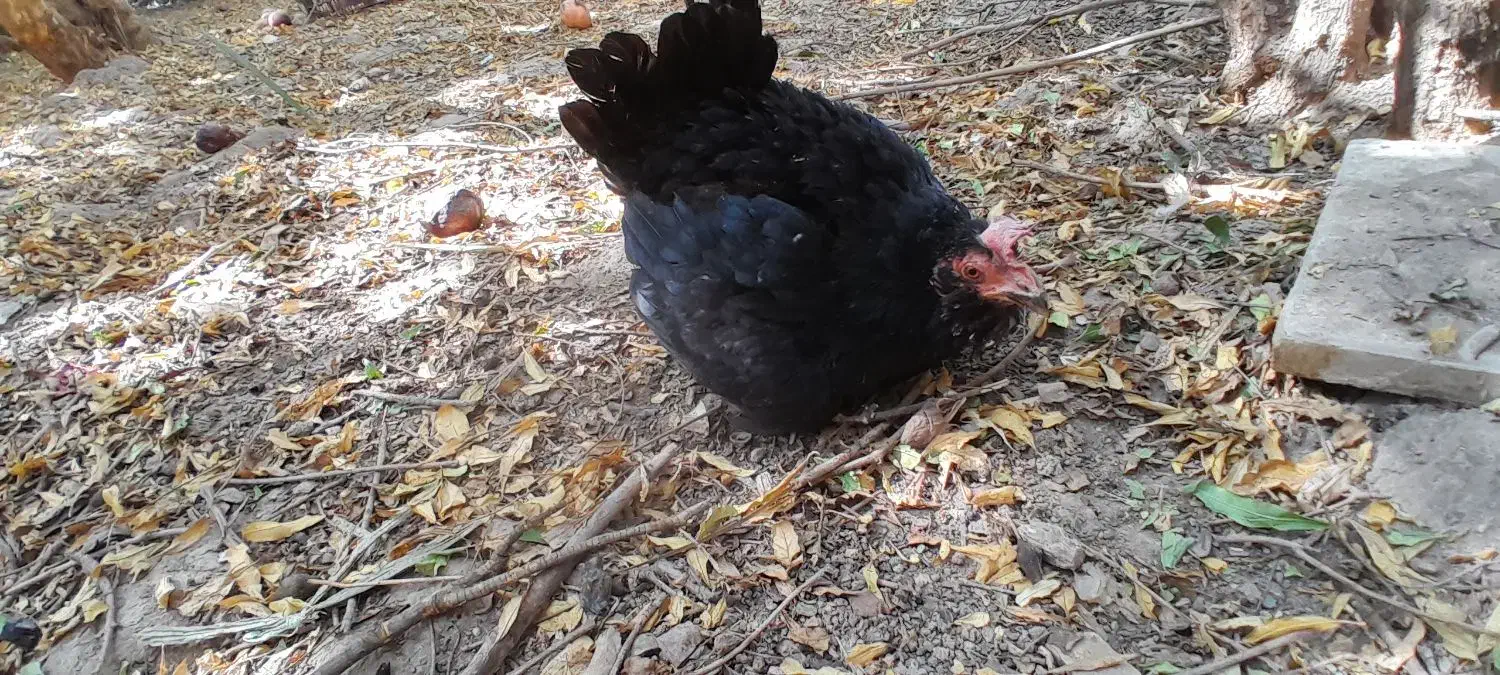 مرغ و خروس و مرغ کرچ آماده جوجه کشی|حیوانات مزرعه|یزد, |دیوار