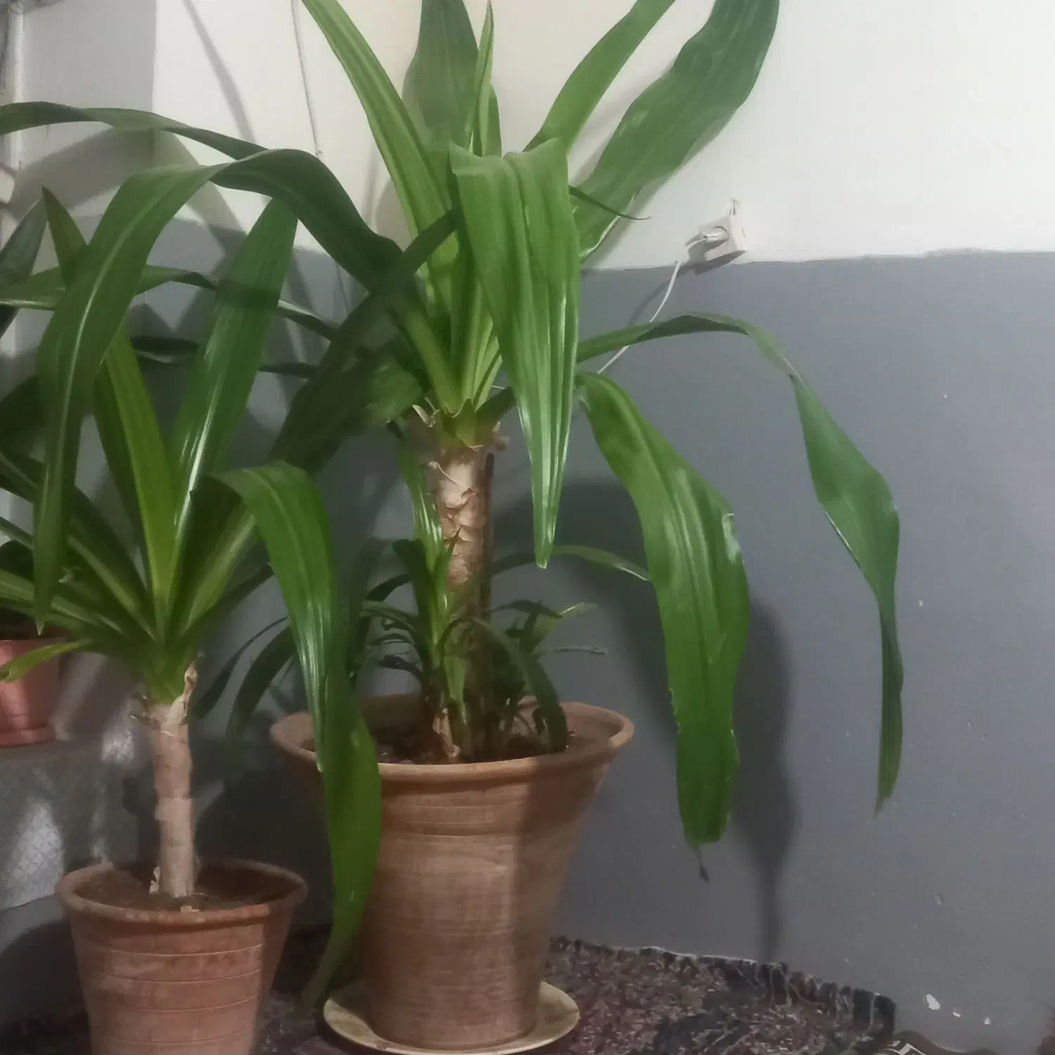 گل زیبا نخلی|گل و گیاه طبیعی|کرمان, |دیوار