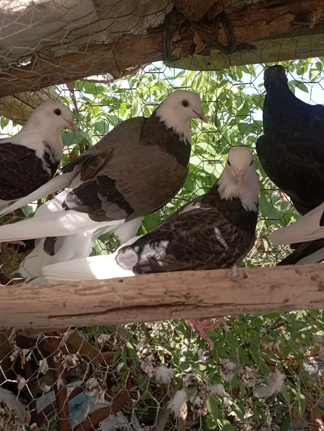 کفتر پرشی|پرنده|گرمی, |دیوار