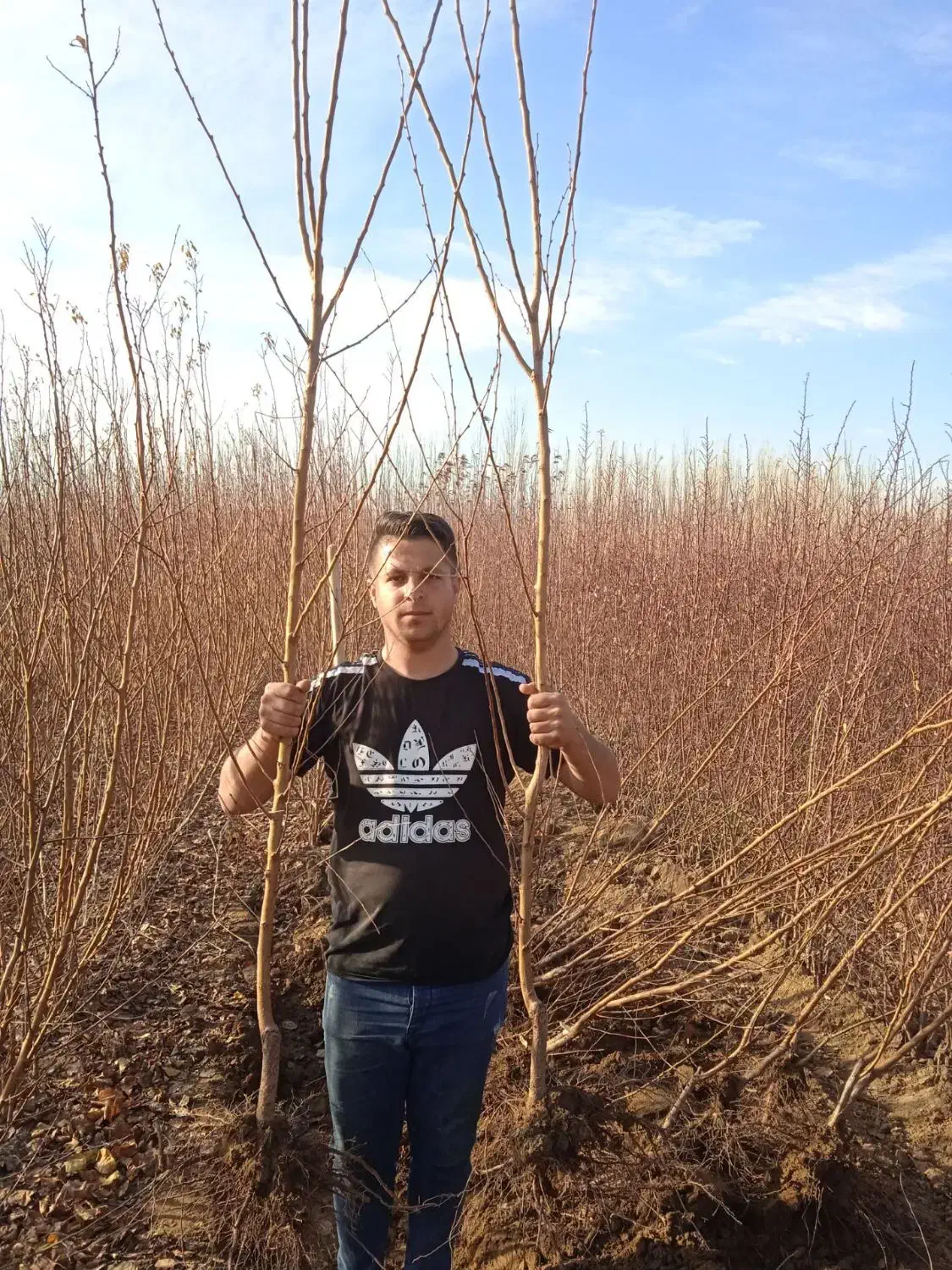 انواع ارقام نهال گردو و بادام و صنوبر فروشی|خدمات باغبانی و درختکاری|اردبیل, |دیوار