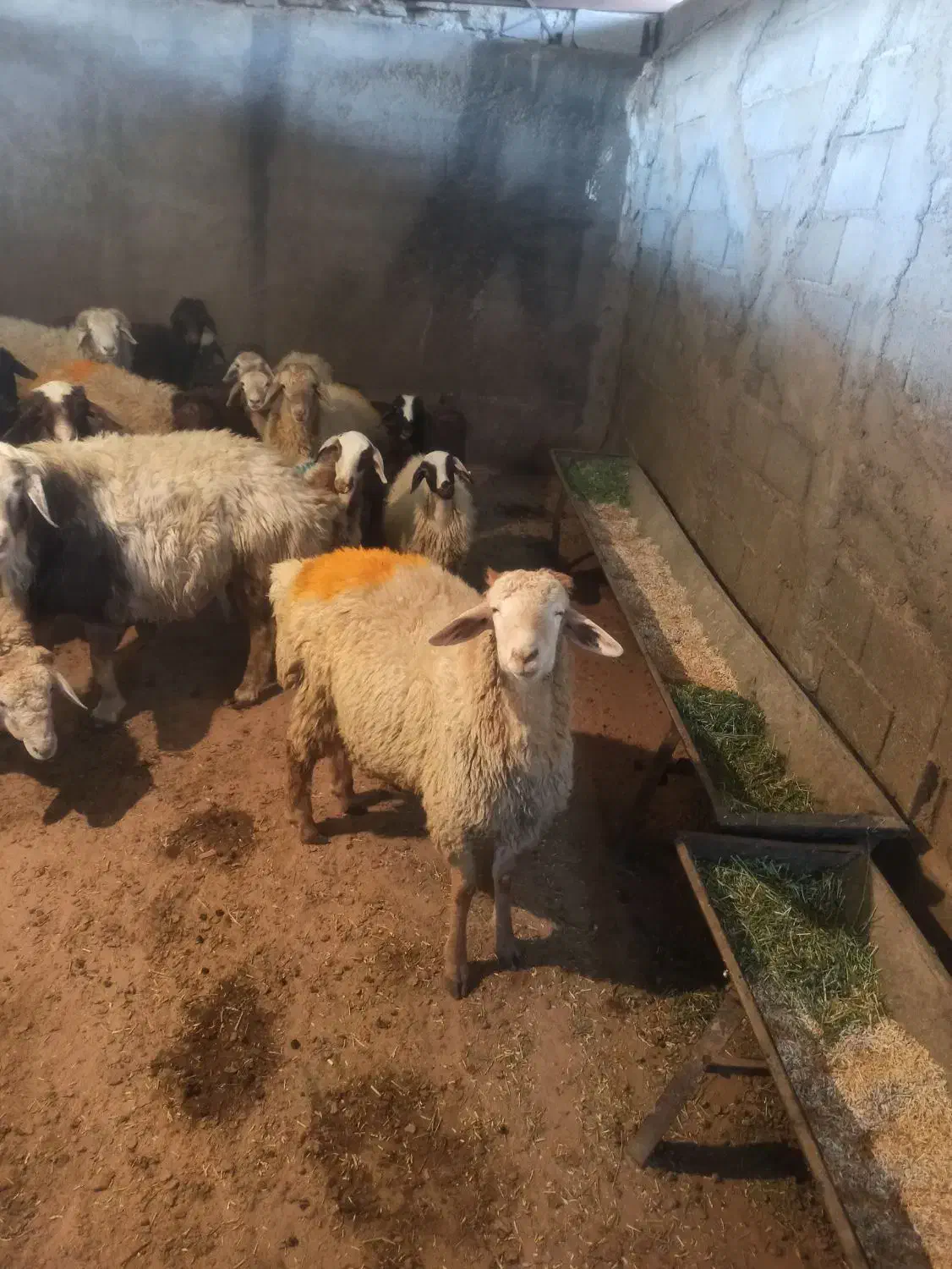 گوسفند زنده قصاب مجرب ارسال رایگان|حیوانات مزرعه|فردوسیه, |دیوار