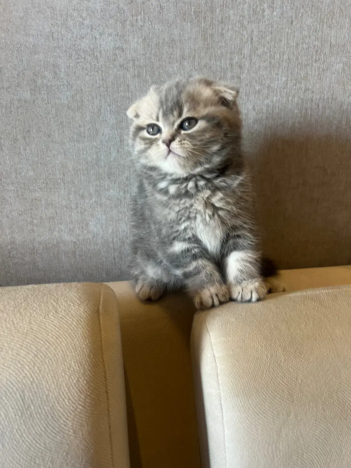 گربه های اسکاتیش نژاد|گربه|تهران, سازمان برنامه جنوبی|دیوار