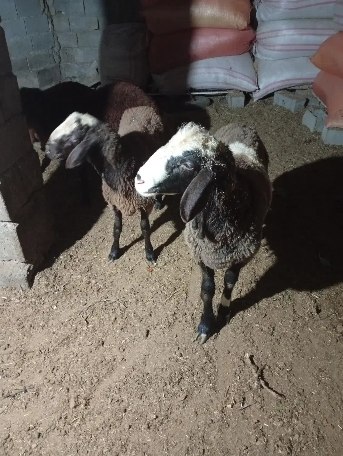 دو..رس نر بره چاق|حیوانات مزرعه|مینودشت, |دیوار