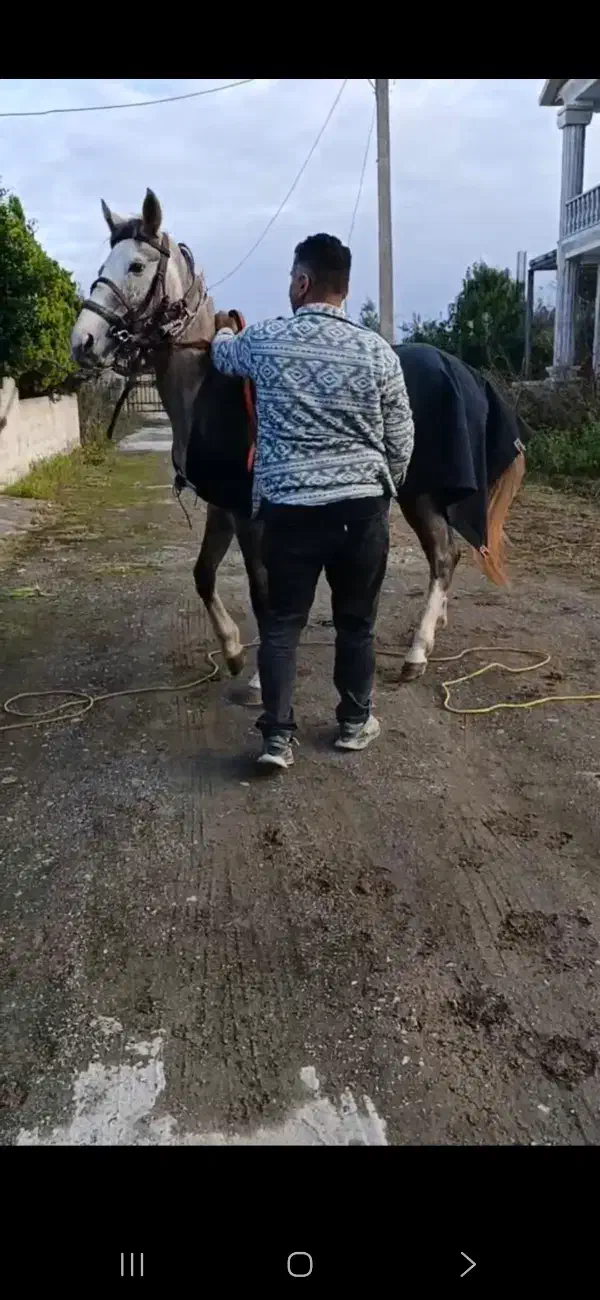 اسب|اسب و تجهیزات اسب‌سواری|بابکان, |دیوار