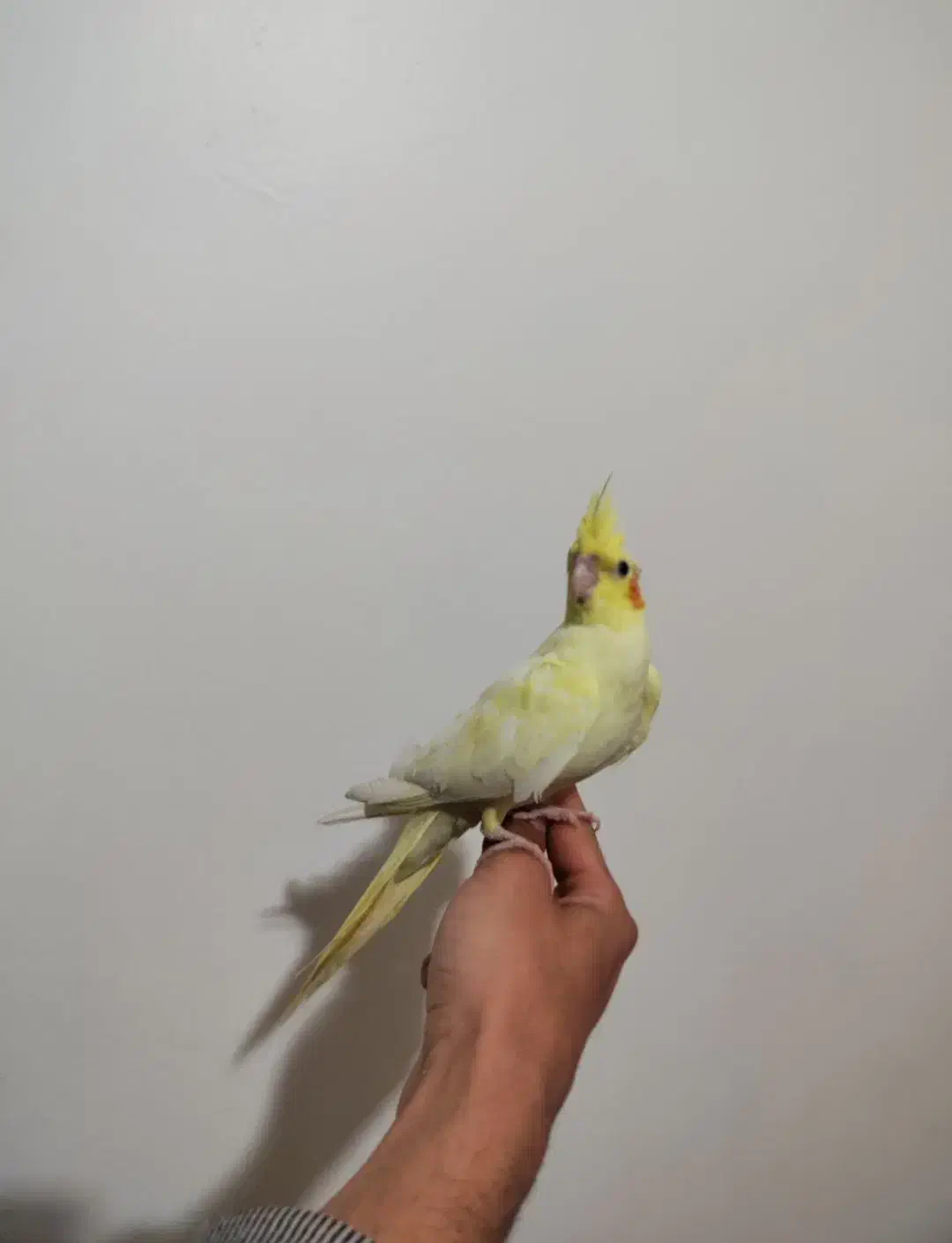 طوطی عروس هلندی|پرنده|فردوسیه, |دیوار