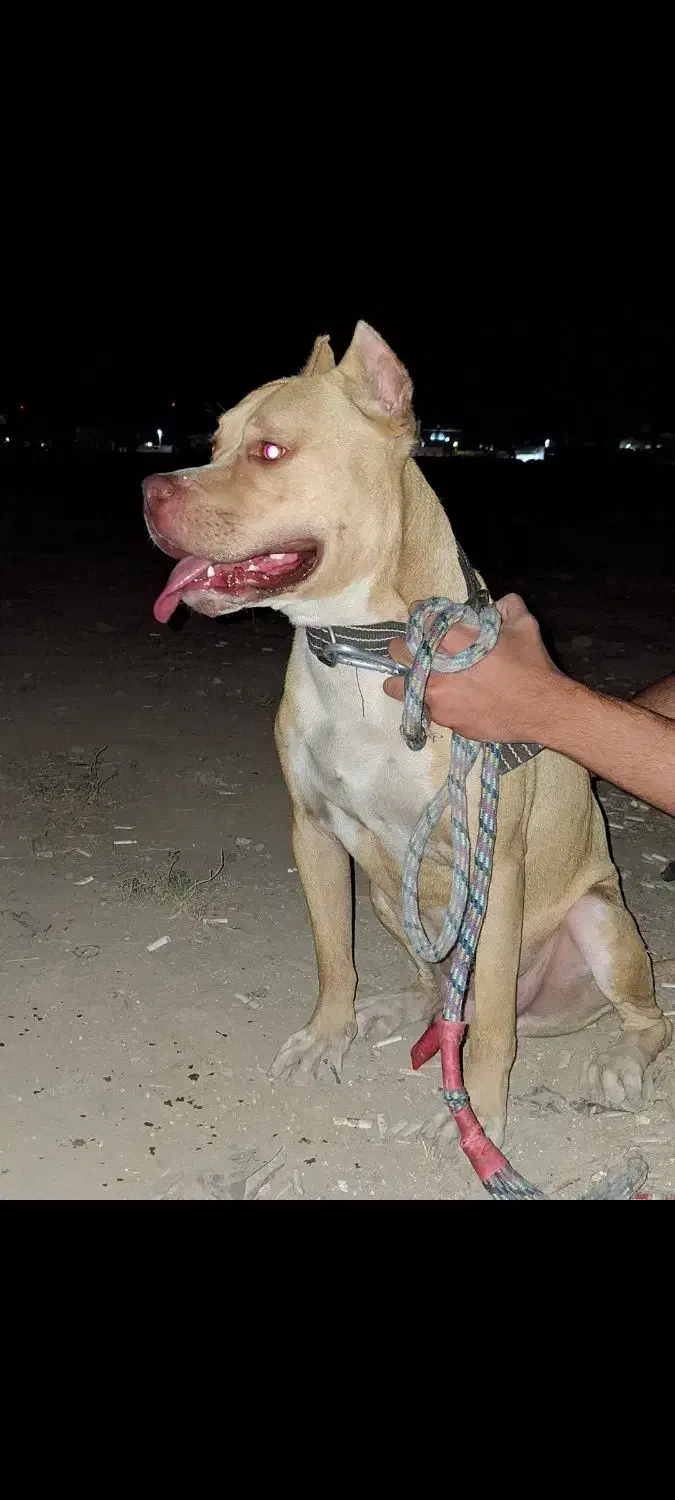 سگ پیتبول نر یکساله|سگ|گنبد کاووس, |دیوار