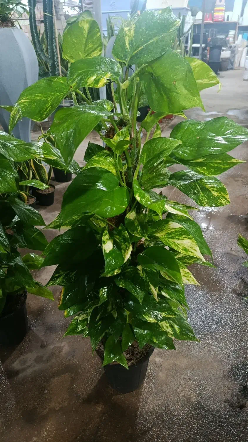 هدیه روز زن و مادر تحویل درب منزل|گل و گیاه طبیعی|بندرعباس, |دیوار