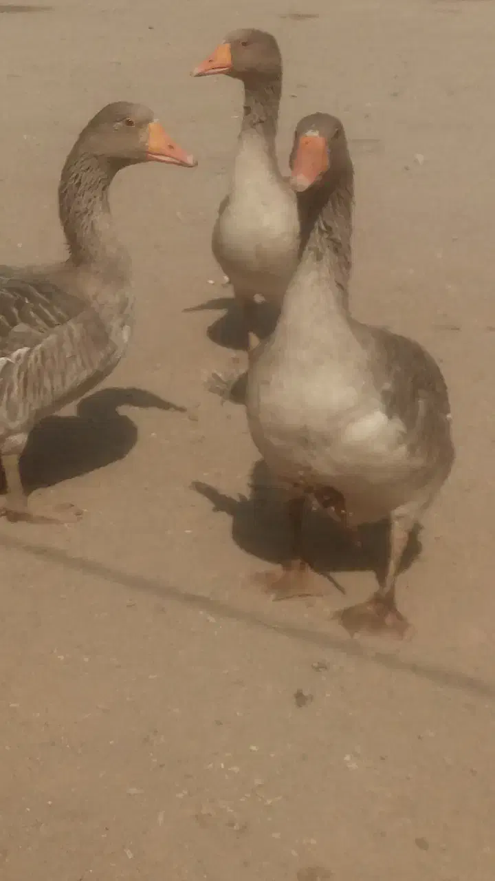 غاز|حیوانات مزرعه|نهبندان, |دیوار