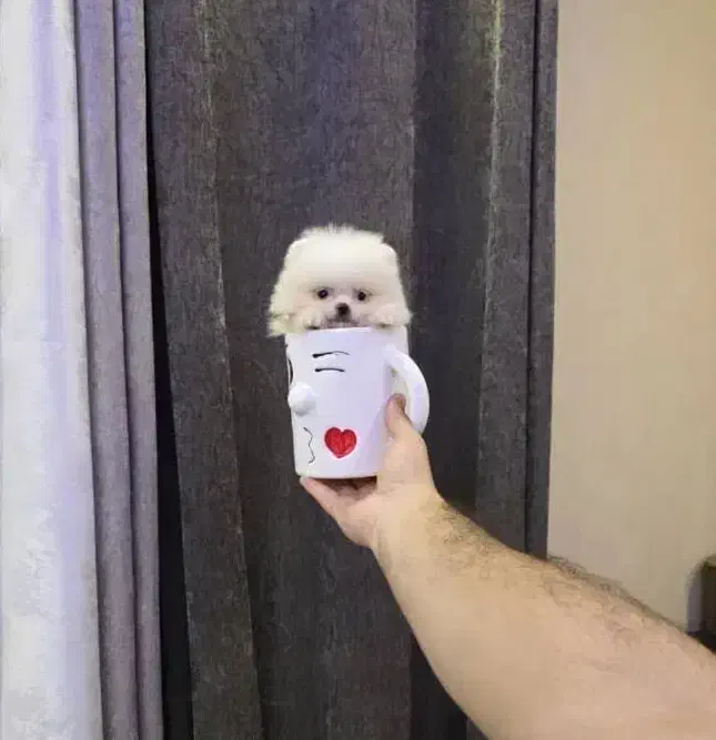 مینی فنقلی های پر انرژی و باهوش|سگ|کرمانشاه, |دیوار