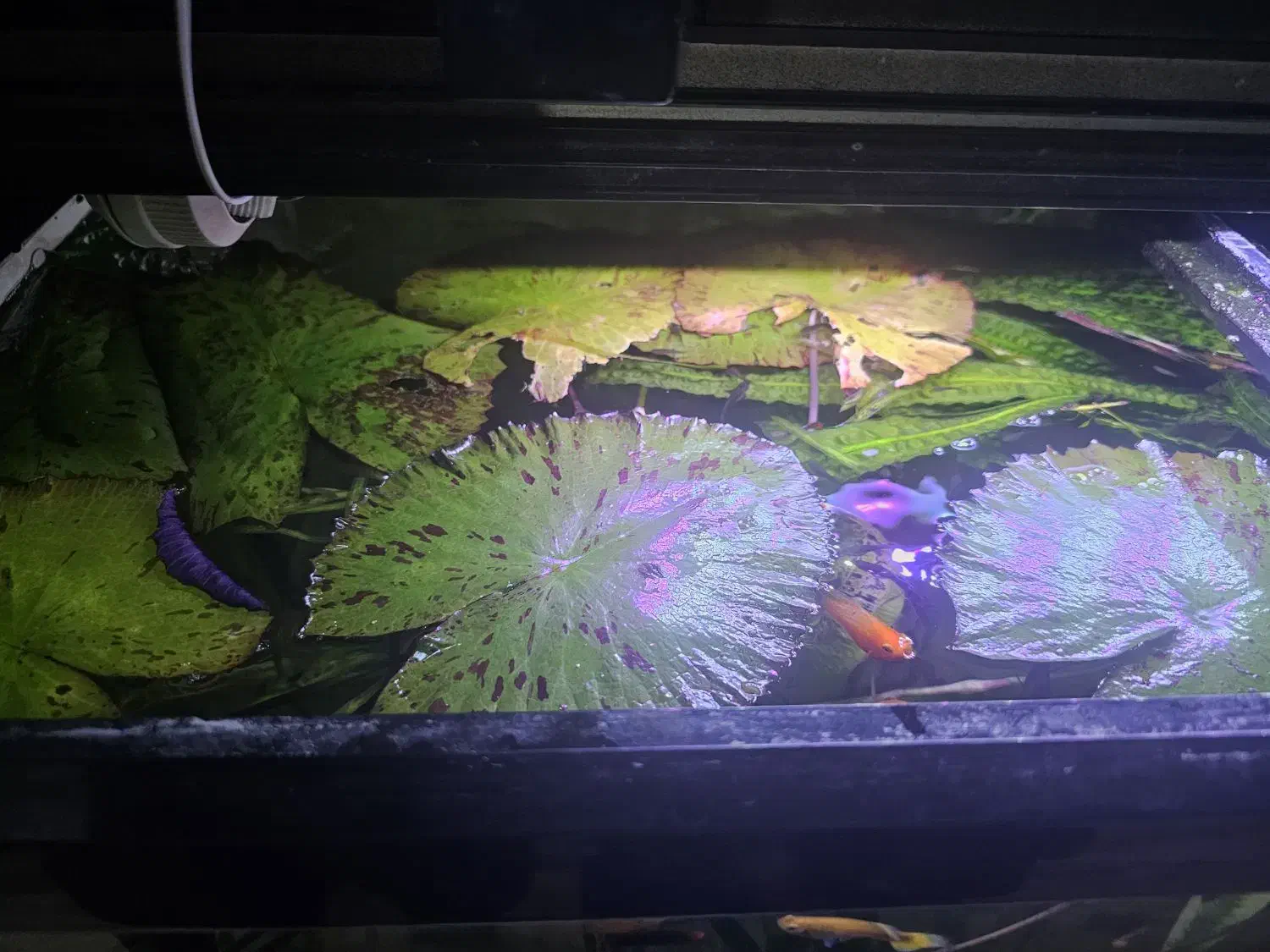 گیاه آکواریوم نیلوفر|ماهی|ارومیه, |دیوار