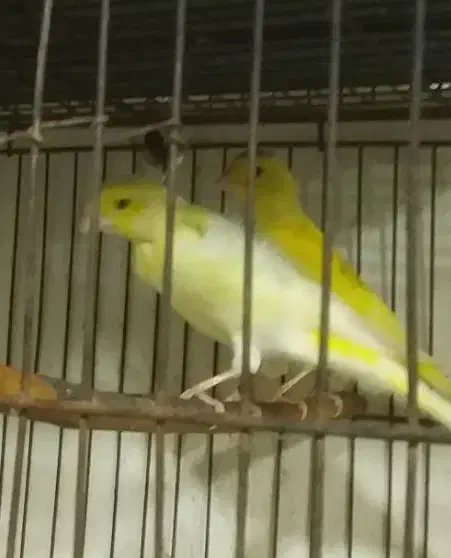 قناری.طوطی عروس.وبریزیلی.|پرنده|آستانه اشرفیه, |دیوار