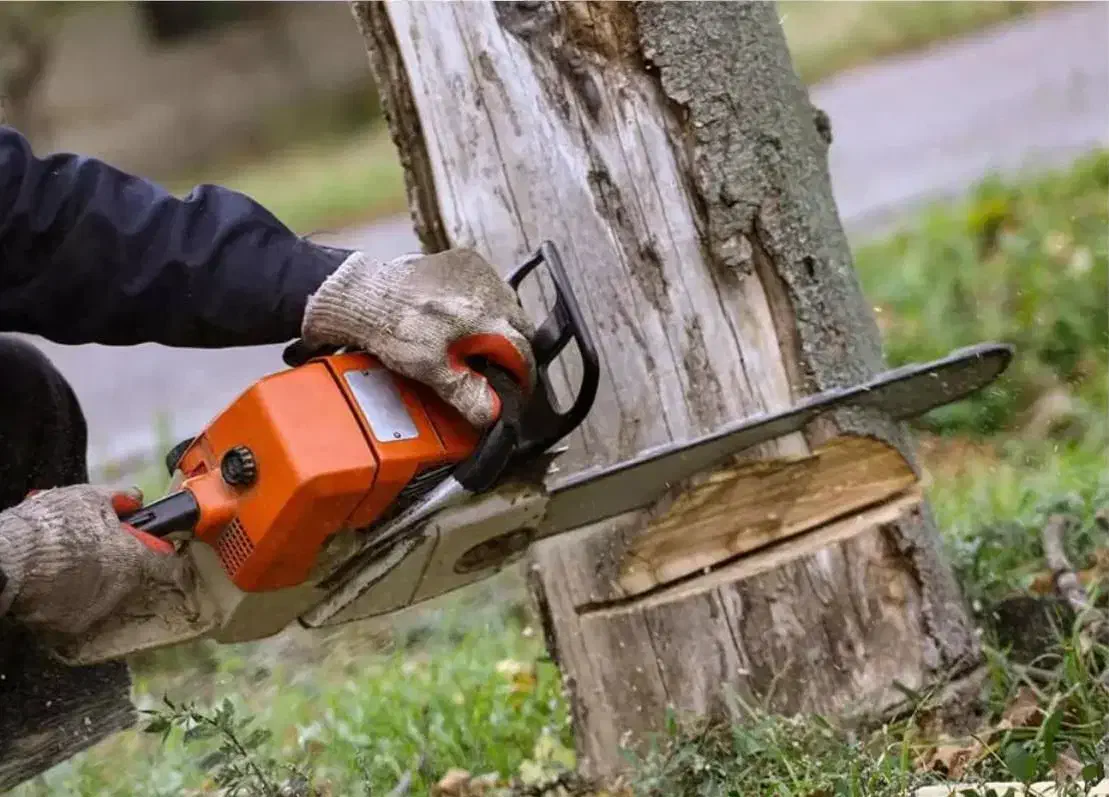 خریدانواع چوب درختان خشک وتر|خدمات باغبانی و درختکاری|بناب, |دیوار