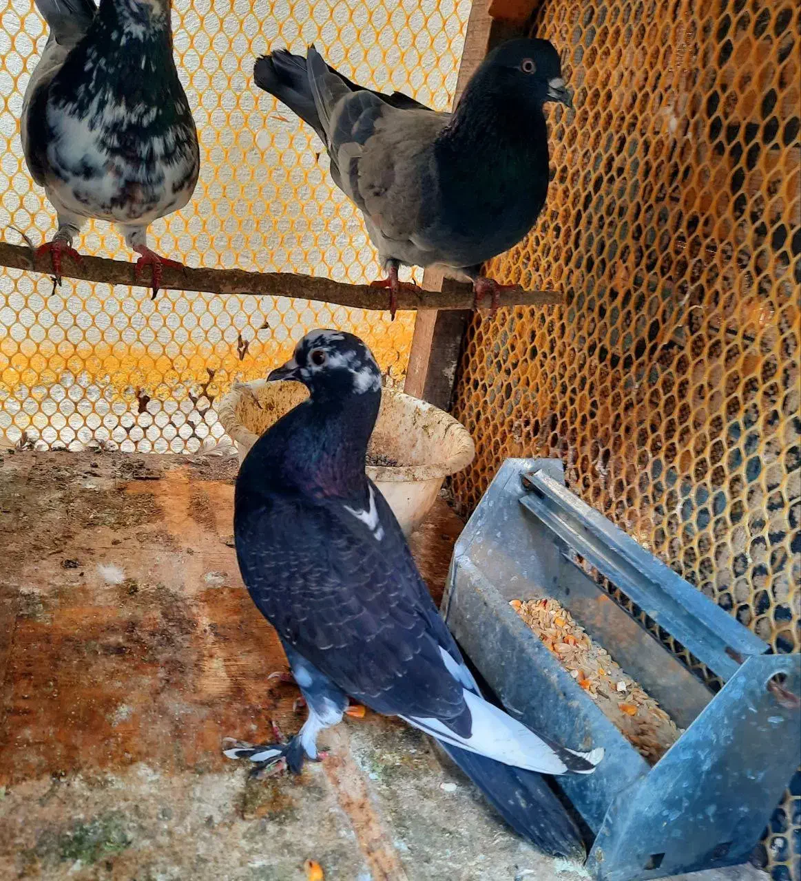 کبوتر گمشده|پرنده|نمین, |دیوار