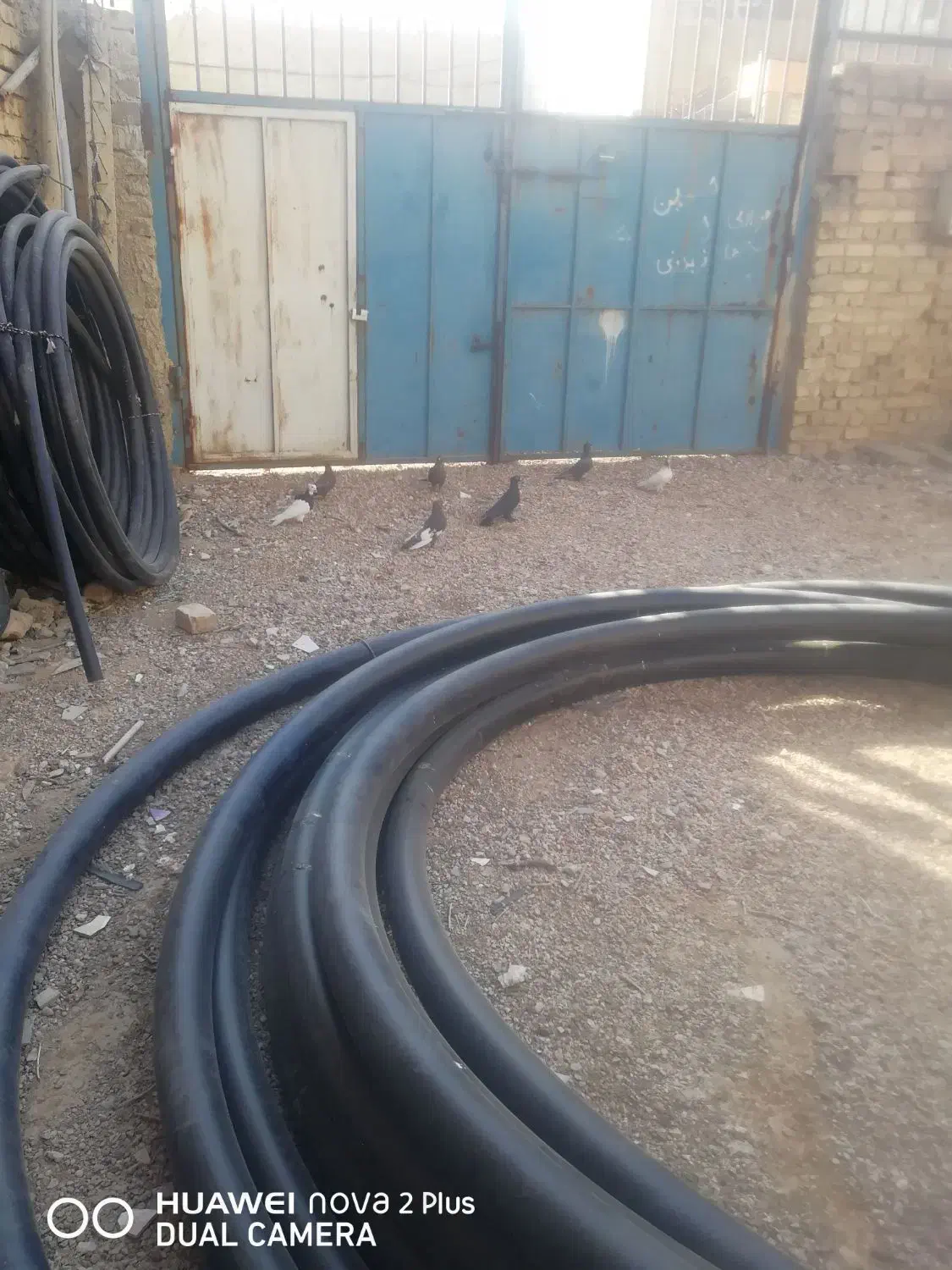 کبوتر|پرنده|شیراز, دوکوهک|دیوار