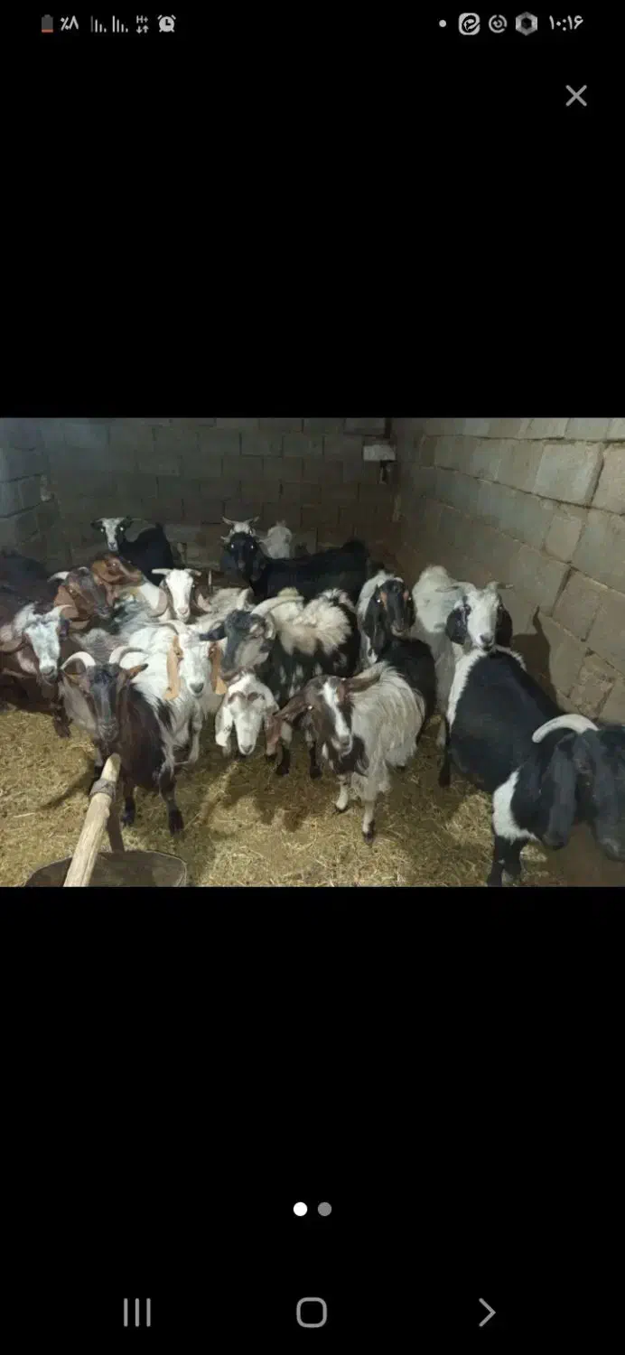 گمشده|حیوانات|خرم بید, |دیوار