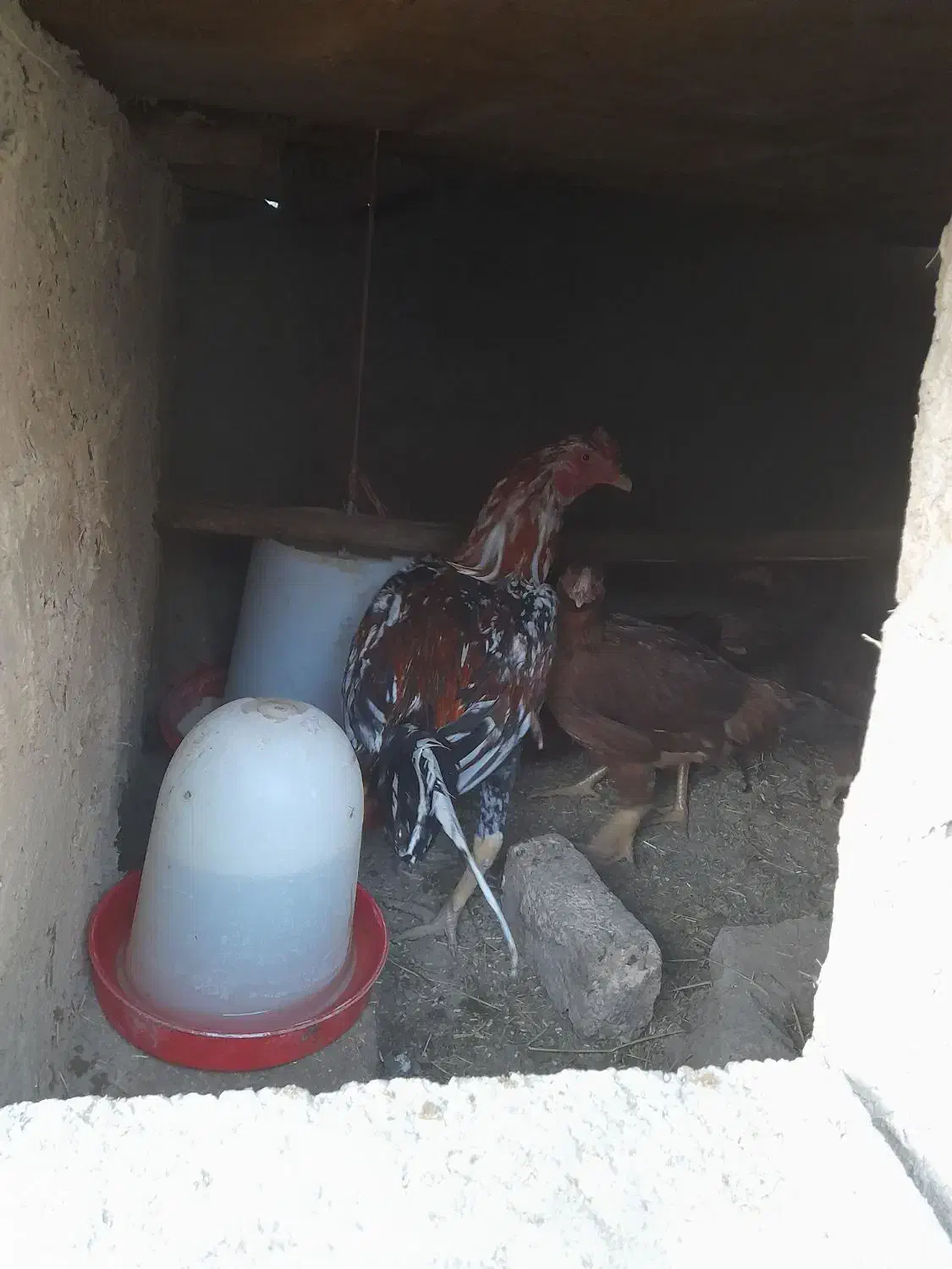 لاری|حیوانات مزرعه|گلپایگان, |دیوار