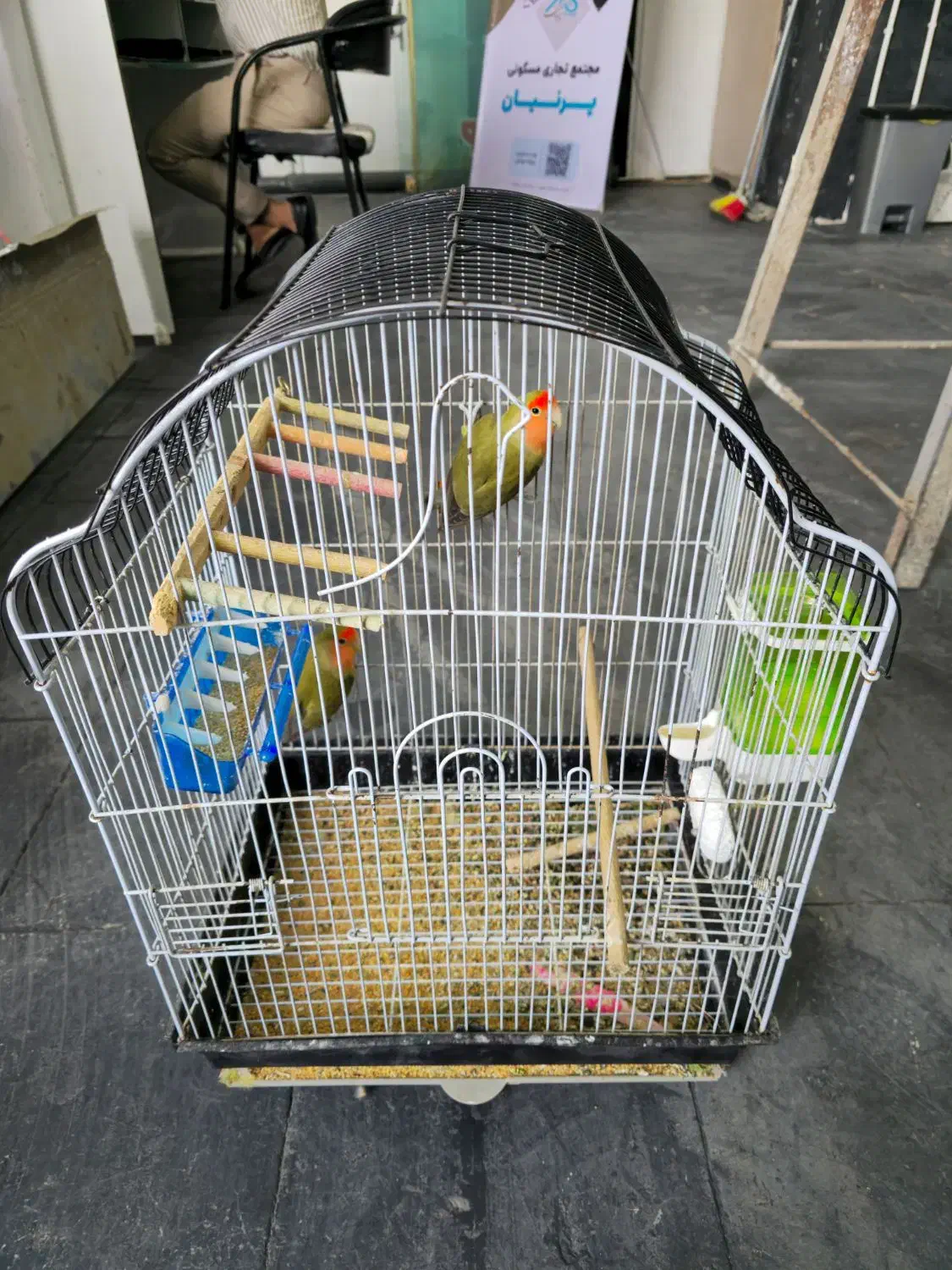 طوطی برزیلی|پرنده|شیراز, شهرک مهدیه|دیوار