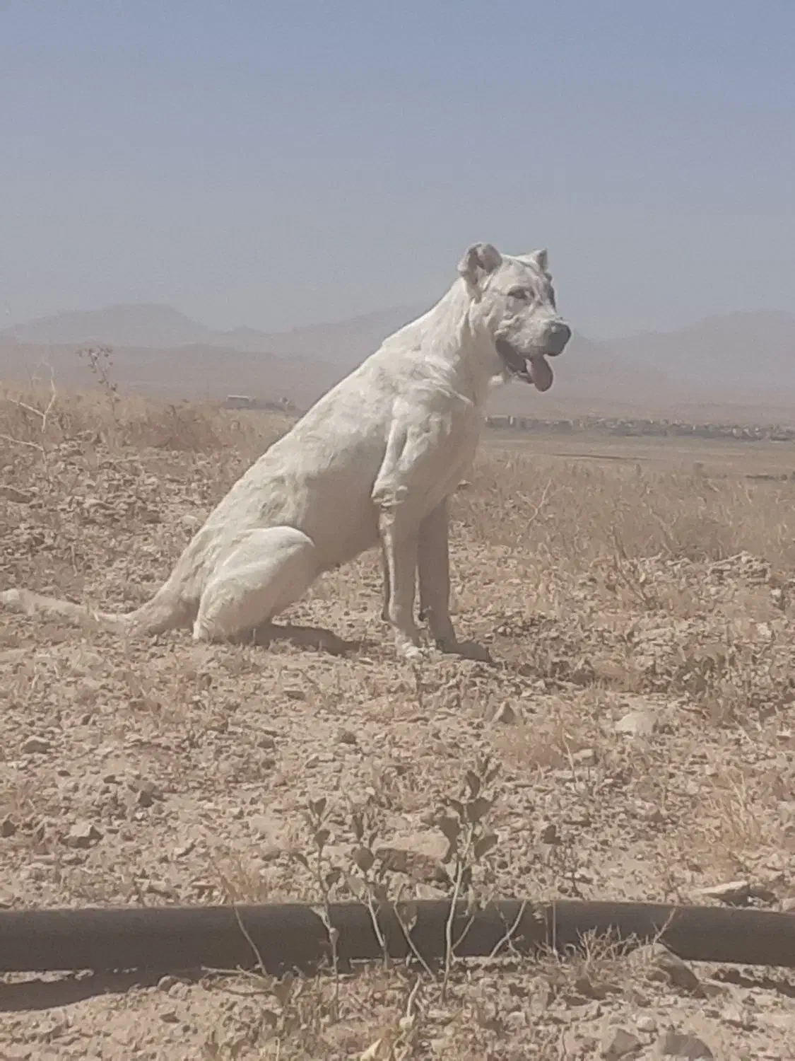 سگ گمشده|سگ|آبکوه, |دیوار