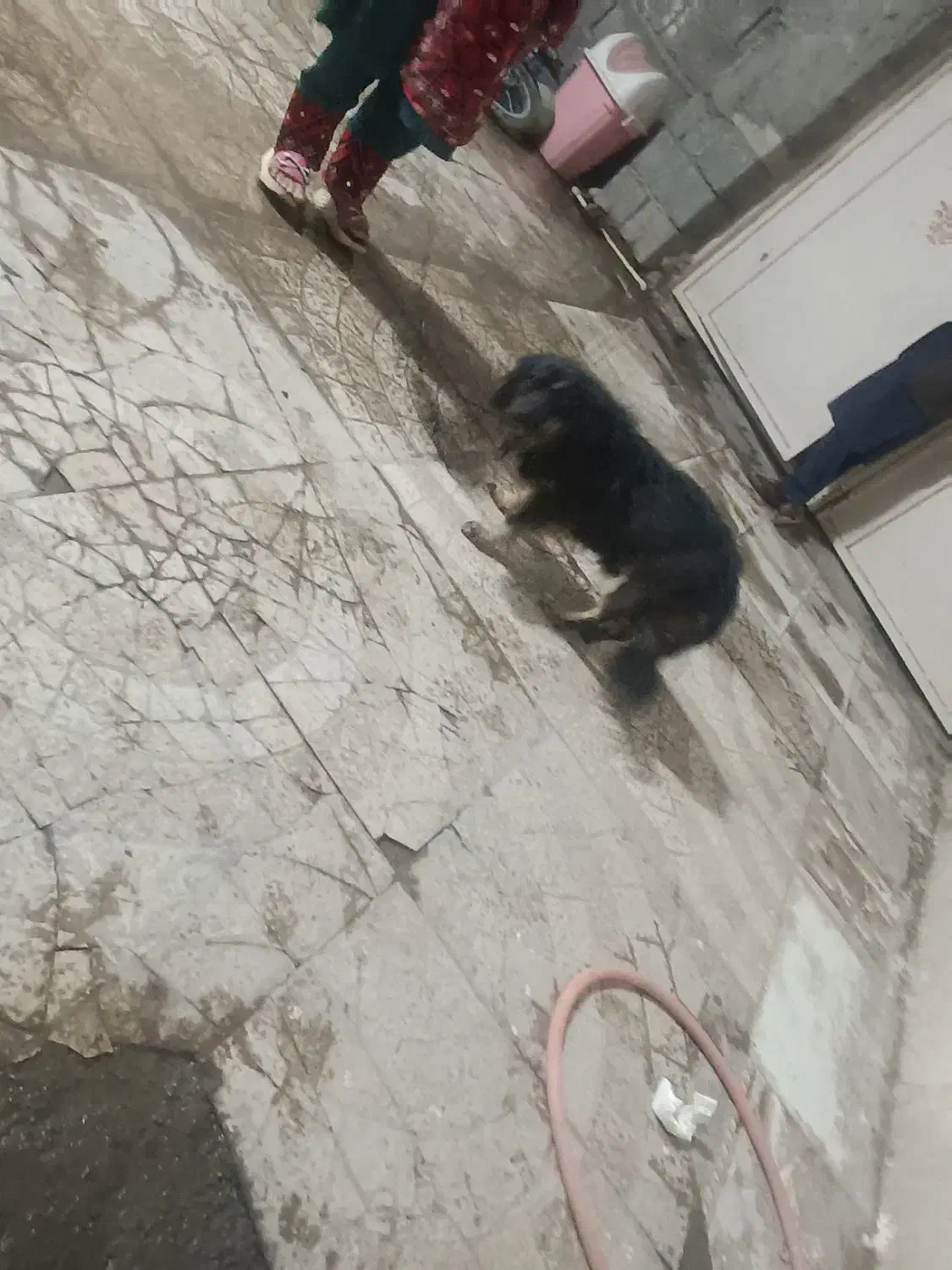 چهارمیلیون|سگ|ایرانشهر, |دیوار