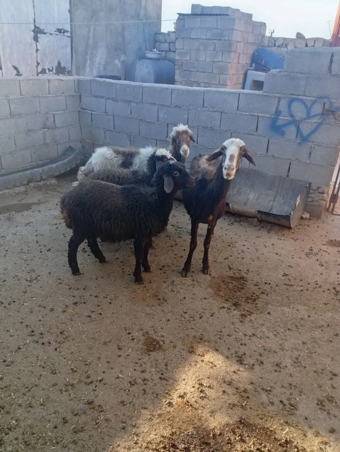 فوری|حیوانات مزرعه|چگنی, |دیوار