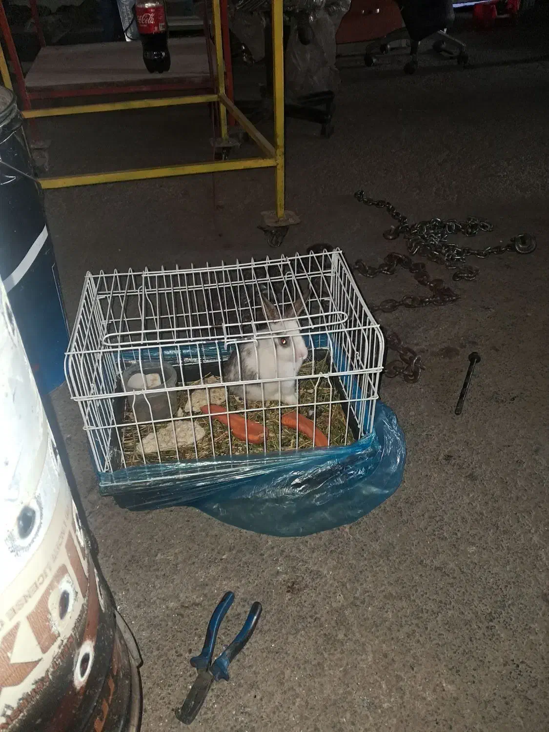 خرگوش با قفس|موش و خرگوش|تهران, جوانمردان (اندیشه)|دیوار