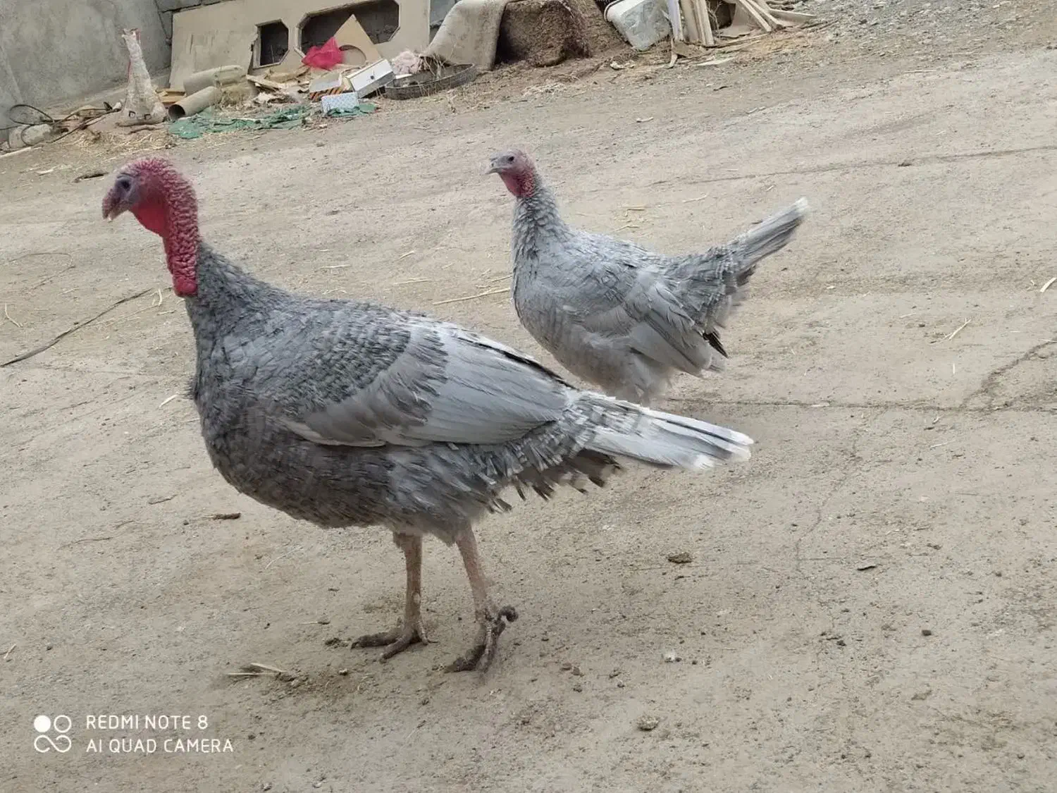 فروش بوقلمون|حیوانات مزرعه|جعفرآباد, |دیوار