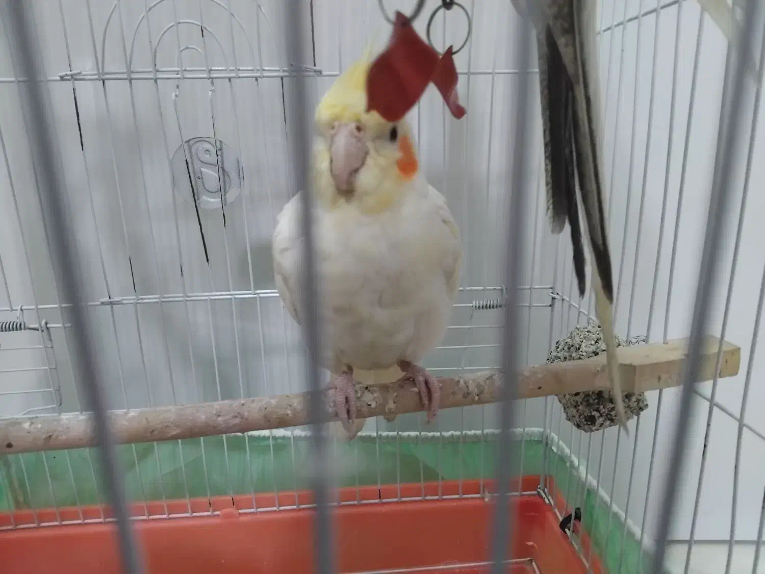 عروس هلندی|پرنده|شبستر, |دیوار