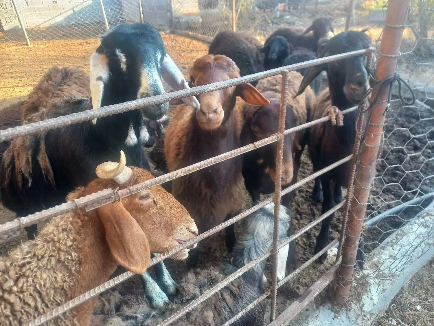 فروش۱۳ بره پرواری قزل افشاری|حیوانات مزرعه|سورک, |دیوار