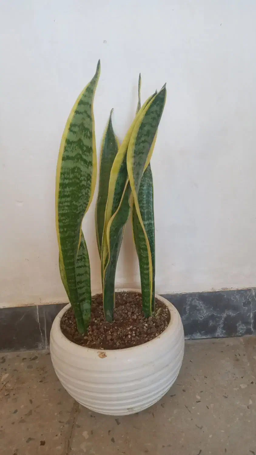 گل طبیعی|گل و گیاه طبیعی|آبدانان, |دیوار