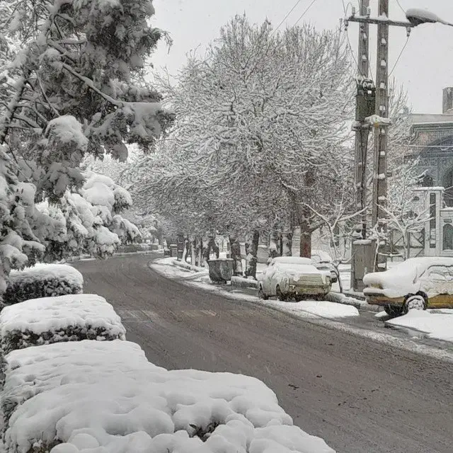 گوسفند برای خون وقربانی لطفا قصاب وچوب دارپیام ندن|حیوانات مزرعه|شاهرود, |دیوار