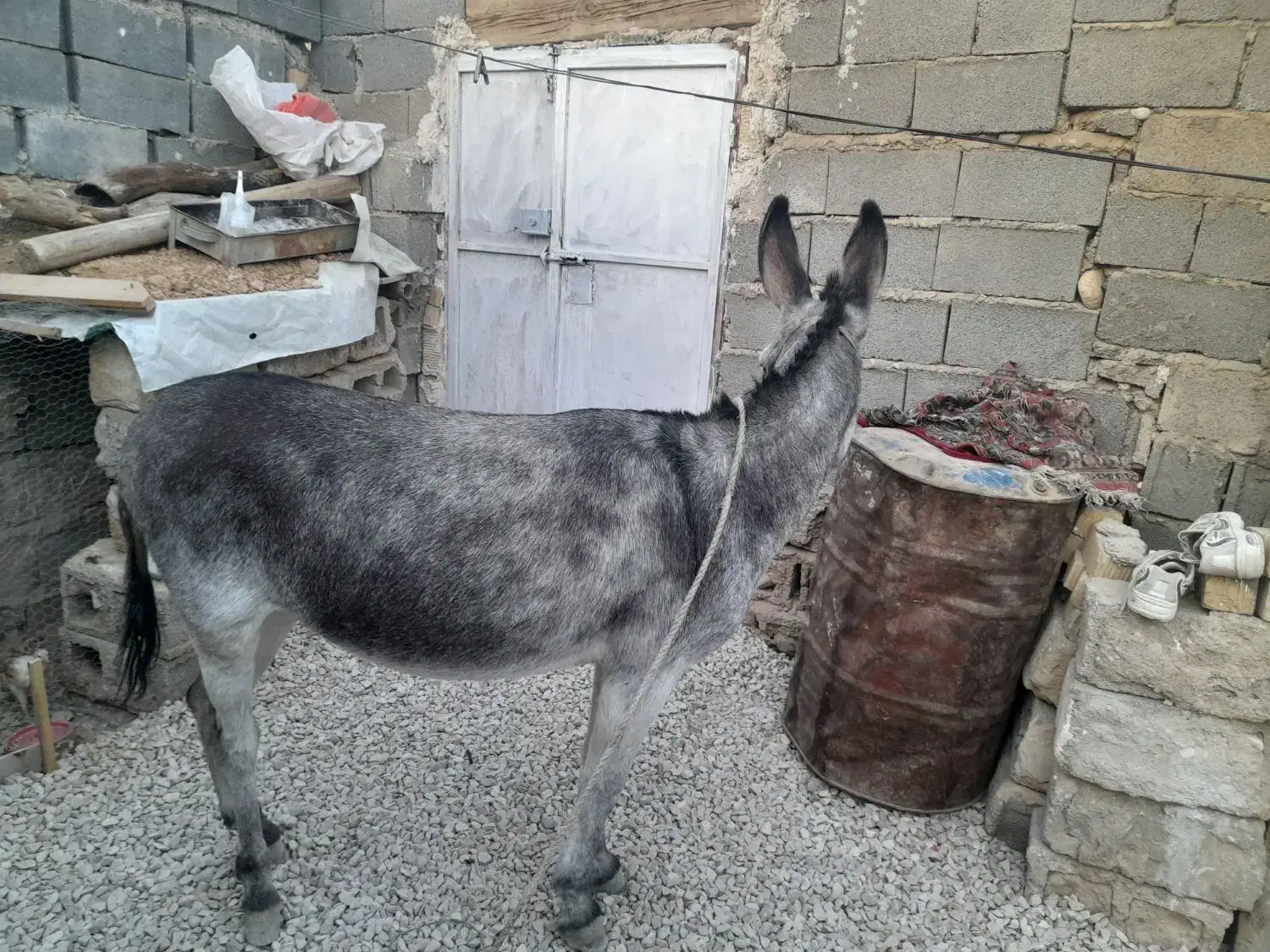 الاغ|حیوانات مزرعه|دشمن زیاری, |دیوار