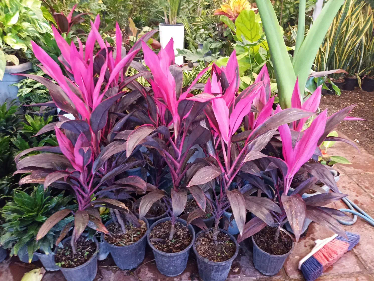 گل کاج|گل و گیاه طبیعی|قم, مهدیه|دیوار