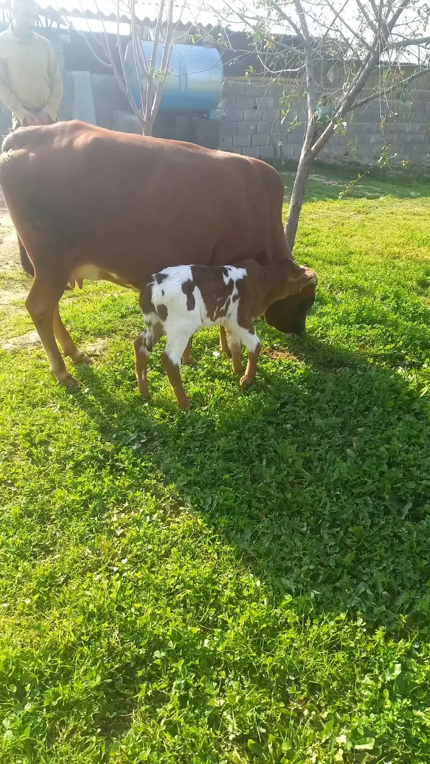 حیوانات و مزرعه|حیوانات مزرعه|شیروان (خراسان), |دیوار