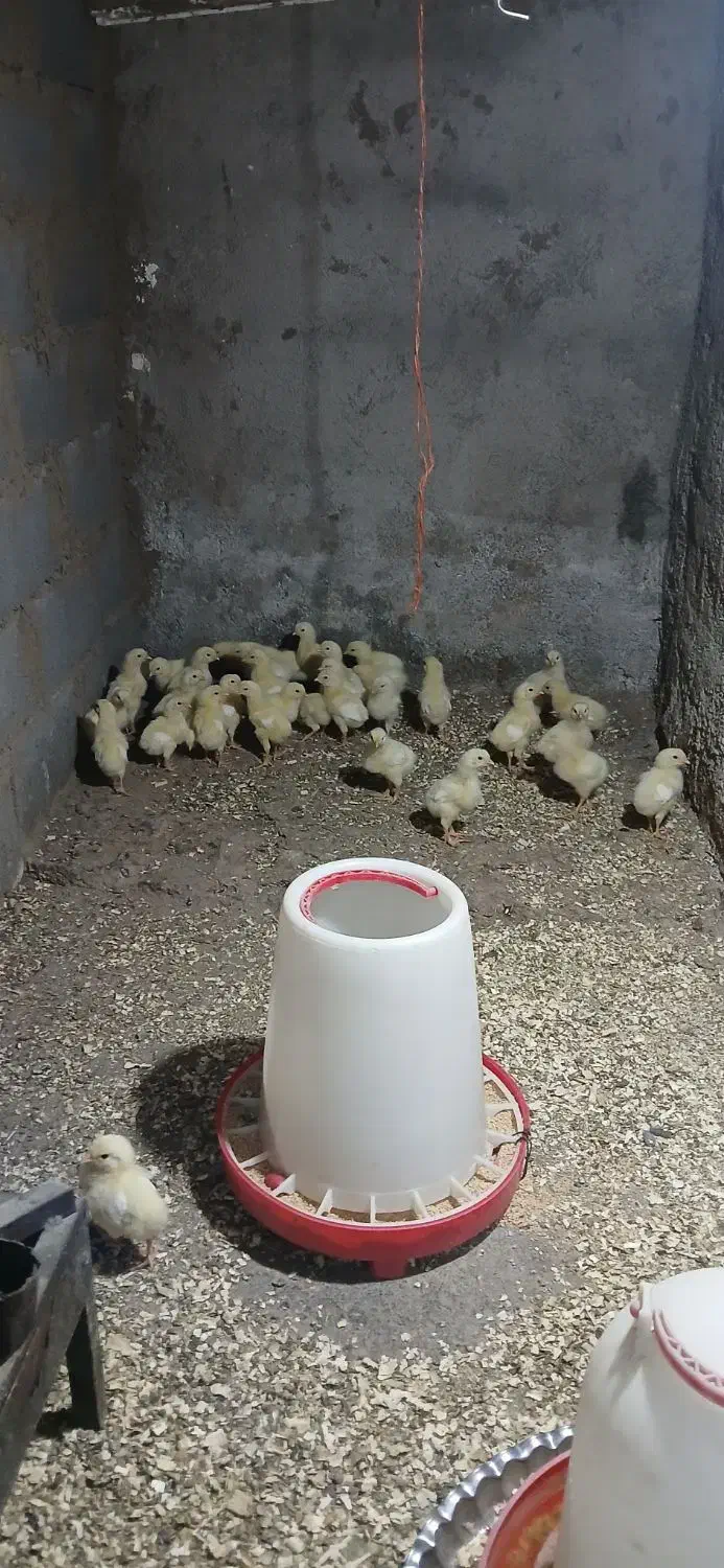 جوجه ماشینی|حیوانات مزرعه|رامیان, |دیوار