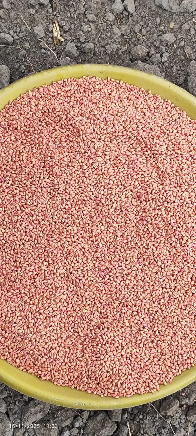 گندم بذری رقم پیشگام|خدمات باغبانی و درختکاری|دینور, |دیوار