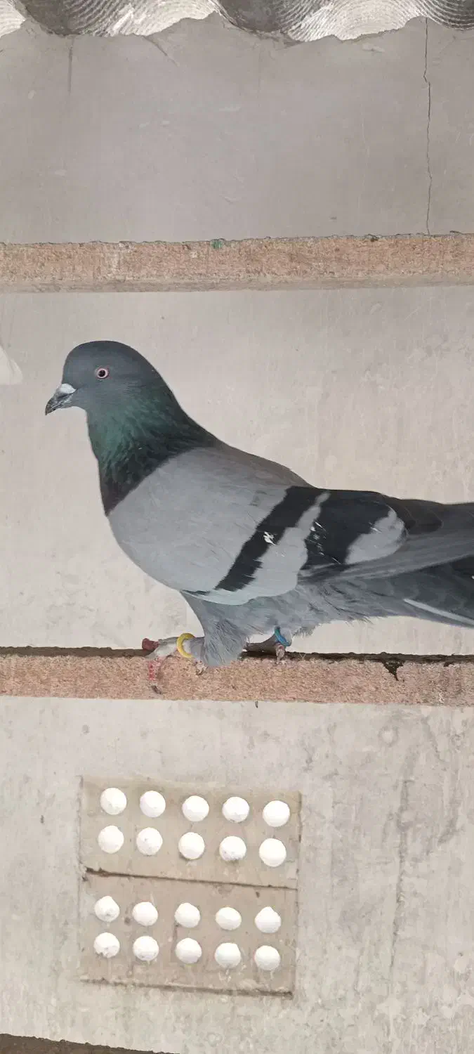 کفترپرشی|پرنده|گرگان, |دیوار