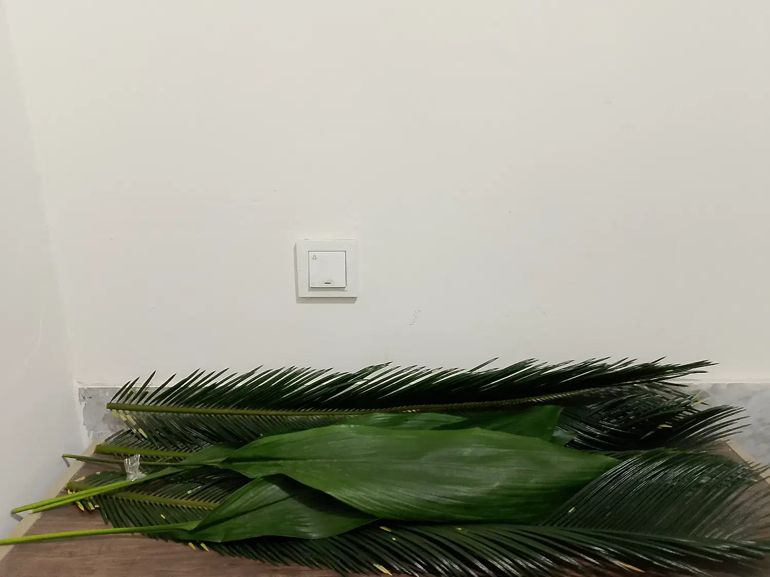 برگ سیکاس گل آرایی|گل و گیاه طبیعی|مشهد, انقلاب|دیوار