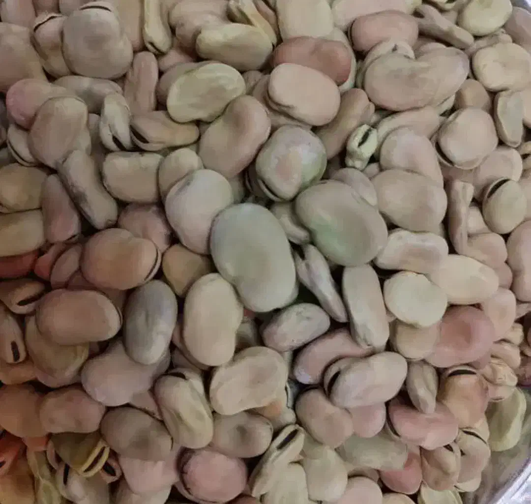 گندم باقلا کشت امسال|گل و گیاه طبیعی|کوار, |دیوار