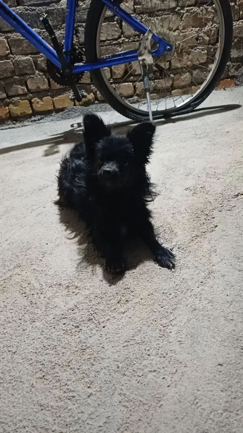 سگ پاپی ماده|سگ|مبارکه, |دیوار