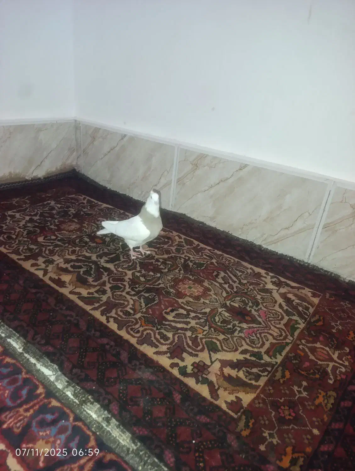 کبوتر طوقی|پرنده|زیرکوه, |دیوار