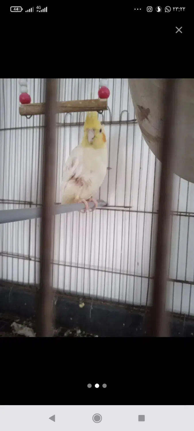 عروس هلندی نر|پرنده|زاهدان, |دیوار