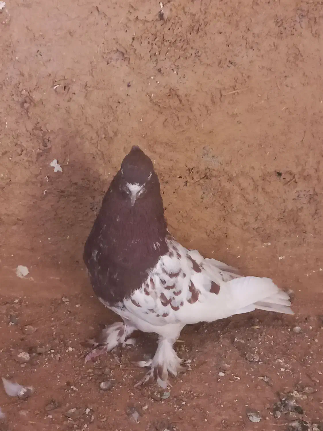 کبوتر کله ای|پرنده|شیراز, فرودگاه شهید دستغیب شیراز|دیوار