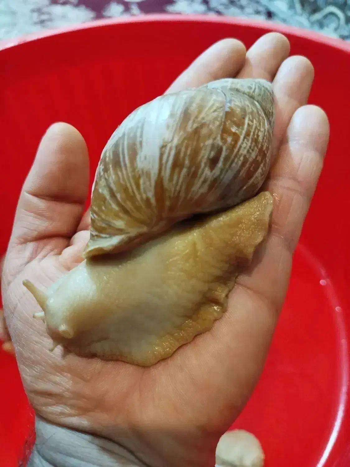 شاه مولد تخم گذار آلبینو|خزنده|همدان, |دیوار