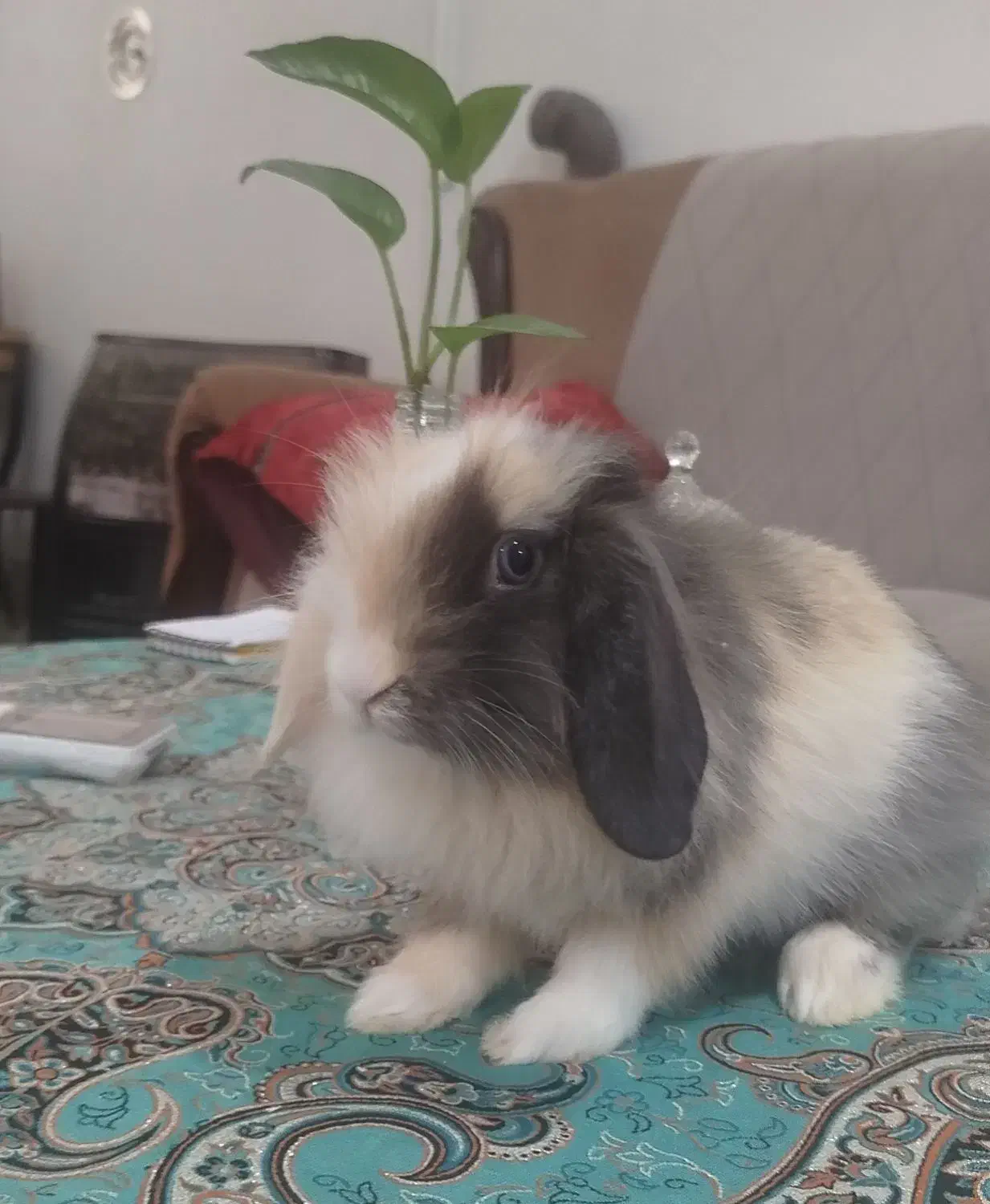 خرگوش لوپ|موش و خرگوش|زابل, |دیوار