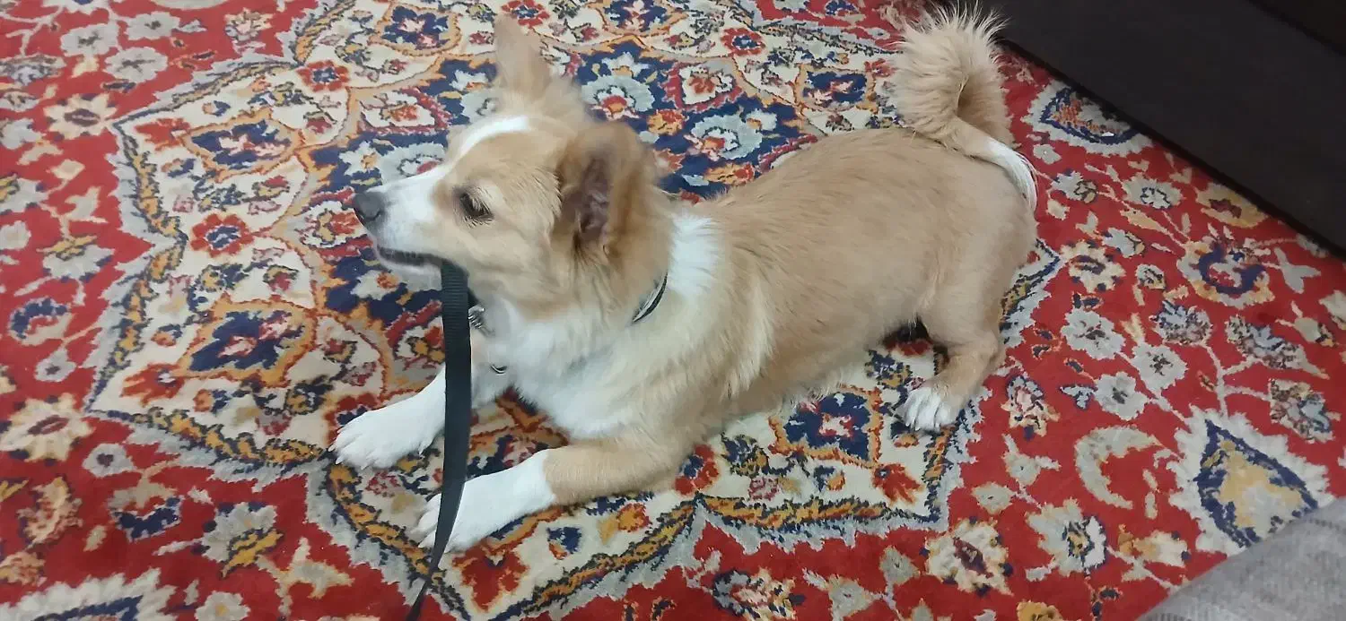 سگ ماده|سگ|پاکدشت, پاکدشت (مامازند)|دیوار