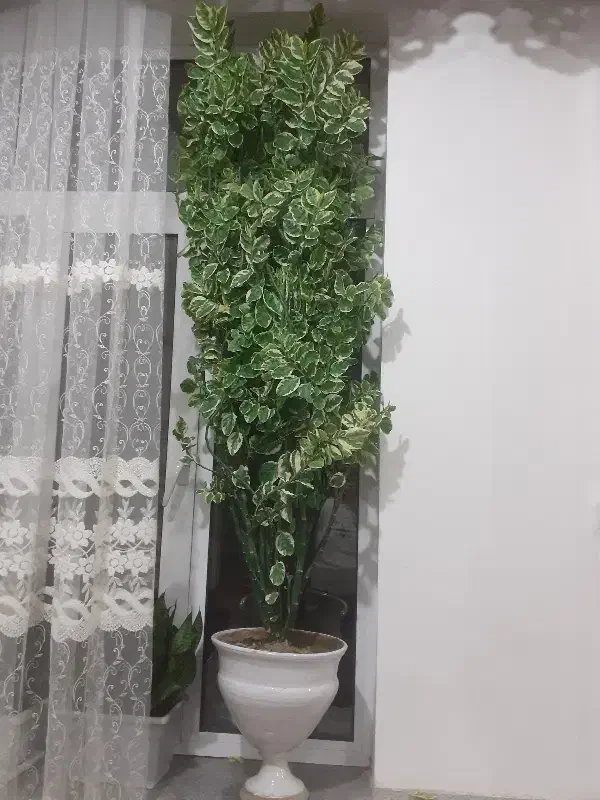 فروش گل|گل و گیاه طبیعی|ملکان, |دیوار