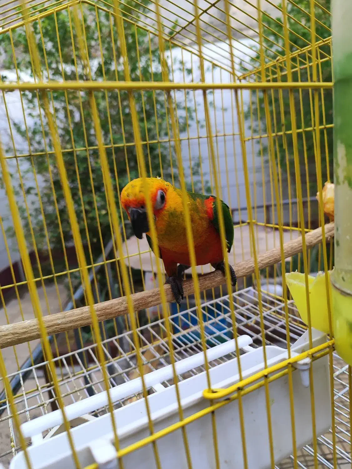 طوطی|پرنده|بهبهان, |دیوار