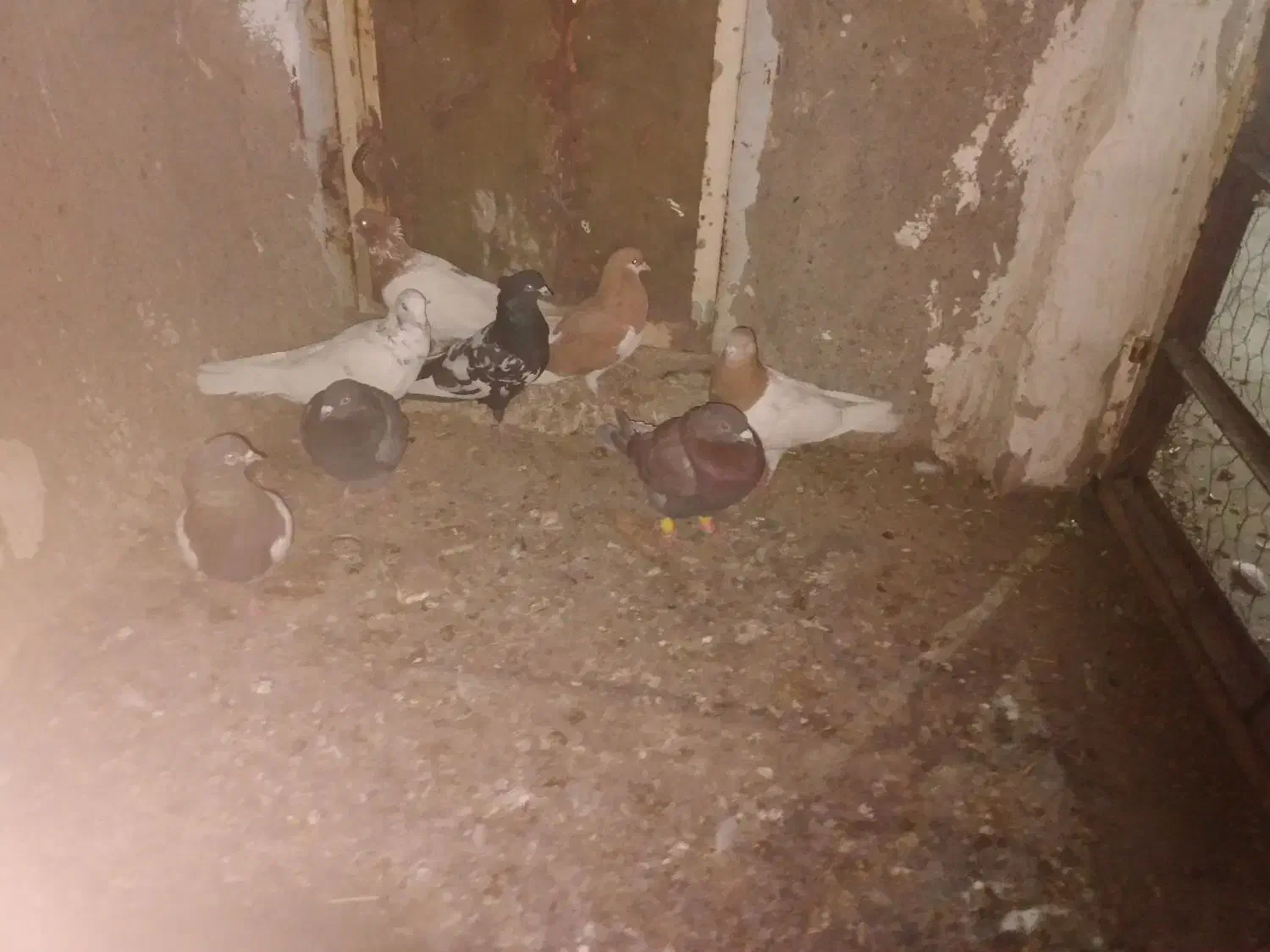 ۸تا‌کفترفروشی|پرنده|عسگران, |دیوار