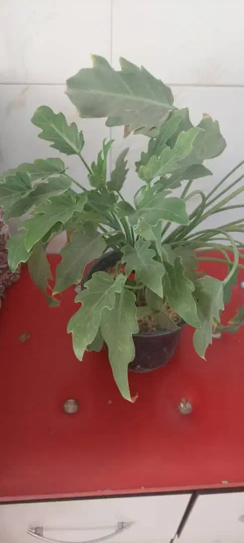 گل برگ انجیری و پتوس|گل و گیاه طبیعی|تهران, افسریه جنوبی|دیوار